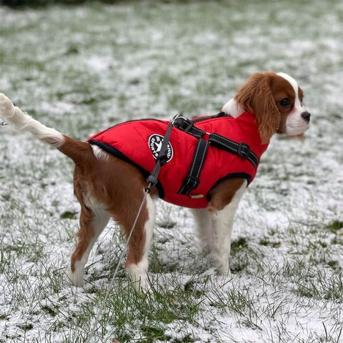 Pawcoolers -  Waterproof Winter Jacket with Built-in Harness